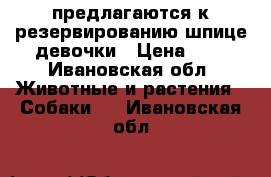 предлагаются к резервированию шпице девочки › Цена ­ 1 - Ивановская обл. Животные и растения » Собаки   . Ивановская обл.